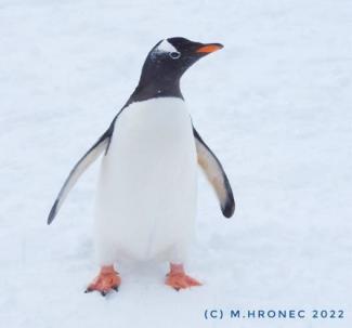 Tucniak v Antarktide
