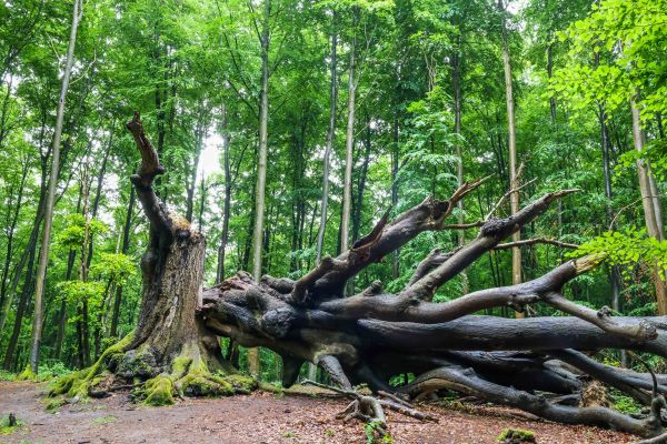 Bukove pralesy na Rujane