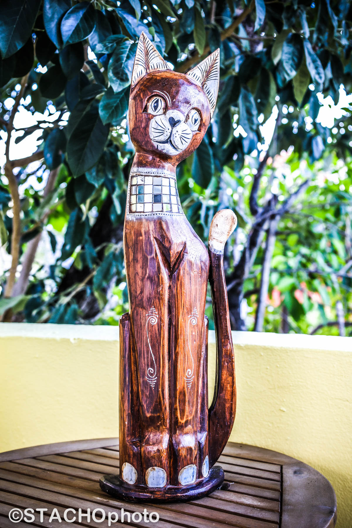 Cancunska kočka.jpg 