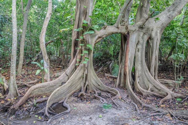 Mangrovníky stromy v Cancúne